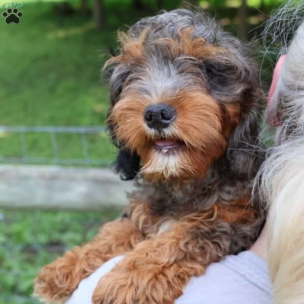 Rocky, Cavapoo Puppy
